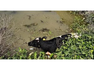 SU KANALINA DÜŞEN İNEK İTFAİYE EKİPLERİ TARAFINDAN KURTARILDI