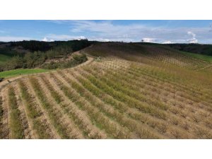 ADANA’DA DOLU KAYISI BAHÇELERİNİ VURDU, ÇAĞLALAR YERE DÖKÜLDÜ