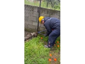 TEL ÖRGÜYE SIKIŞIP, MAHSUR KALAN KİRPİ KURTARILDI