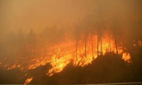 2025'TE 1933 ORMAN YANGINI ÇIKTI