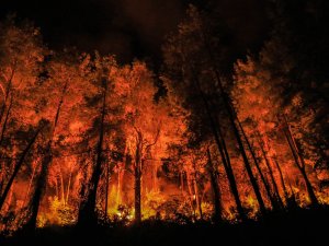 2025'TE 1933 ORMAN YANGINI ÇIKTI