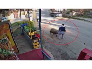 SÜRÜNÜN GEÇİŞİ ESNASINDA 3 METRELİK KUYUYA DÜŞEN KOYUNU ESNAF KURTARDI: O ANLAR KAMERADA