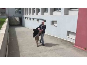 ARACINDA 825 KİLO BONZAİ YAPILACAK HAM MADDE YAKALATTI: "BANA AİT DEĞİL"