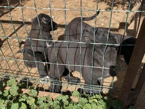 YAVRU KÖPEKLERİN KULAKLARINI KESİP SATAN ÜRETİCİYE CEZA