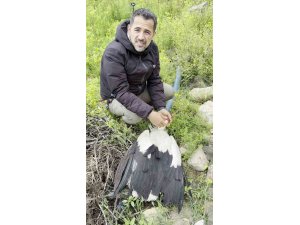 SAÇMALARIN HEDEFİ OLAN LEYLEĞE KUŞ GÖZLEMCİSİNDEN İLK YARDIM