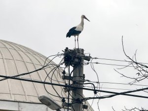 LEYLEKLERİN YUVA KARARSIZLIĞI