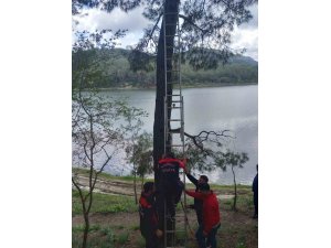 OSMANİYE’DE AĞACA TAKILAN KARGAYI İTFAİYE KURTARDI