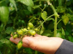 HEM TEDAVİ GÖRÜYORLAR, HEM PARA KAZANIYORLAR