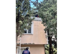 DEFNE’DE AĞAÇTA MAHSUR KALAN KEDİYİ İTFAİYE KURTARDI