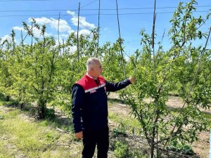 KIRIKHAN’DA ŞEFTALİ BAHÇELERİ İNCELENDİ