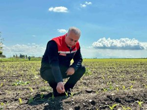 KIRIKHAN’DA MISIR EKİLİ ALANLAR İNCELENDİ