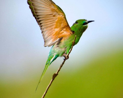 3 GÜNDE 120'NİN ÜZERİNDE KUŞ TÜRÜ GÖZLEMLENDİ