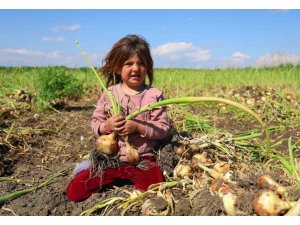 TURFANDA SOĞANDA HASAT BAŞLADI, FİYATI ARZ-TALEP BELİRLEYECEK