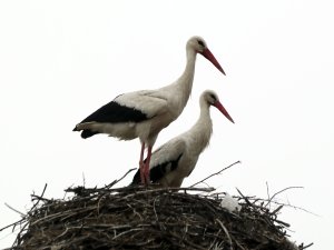 YARIKÖY'ÜN MİSAFİRLERİ GELDİ