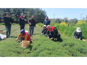 ALTINÖZÜ’NDE ZAHTER HASADI BAŞLADI