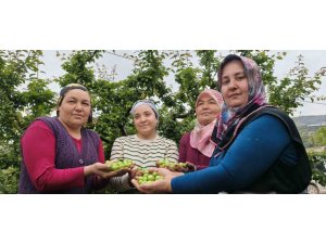 MERSİN’DE AÇIKTA ERİK HASADI BAŞLADI, FİYATI 200 TL’YE KADAR DÜŞTÜ