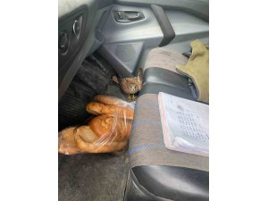 DÖRTYOL’DA YARALI ATMACA ARACA SIĞINDI