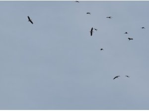 KOZAN SEMALARINDA LEYLEKLERİN GÖÇ YOLCULUĞU MEST ETTİ