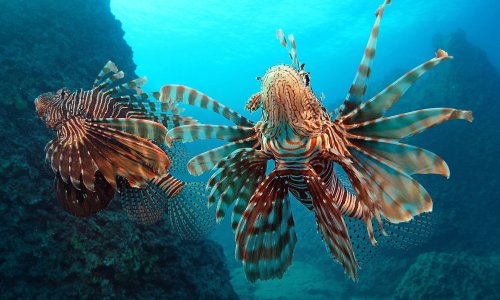 AKDENİZ'DEKİ İSTİLACI TÜRLER, BESİN ZİNCİRİNDE ÇIKMAZ YOL OLUŞTURUYOR