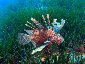 AKDENİZ'DEKİ İSTİLACI TÜRLER, BESİN ZİNCİRİNDE ÇIKMAZ YOL OLUŞTURUYOR