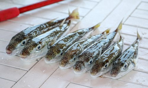 6 YILDA 665 BİN BALON BALIĞI YAKALANDI