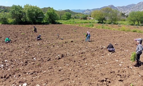CAMİLİ KABAĞINDA TOHUM, TOPRAKLA BULUŞTU