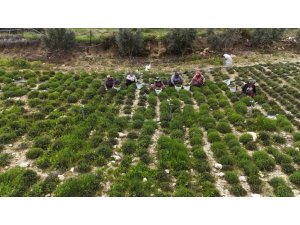 SOFRALARIN VAZGEÇİLMEZİ ZAHTERDE BEREKETLİ HASAT