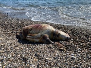 DENİZ KAPLUMBAĞASI ÖLÜSÜ SAHİLE VURDU