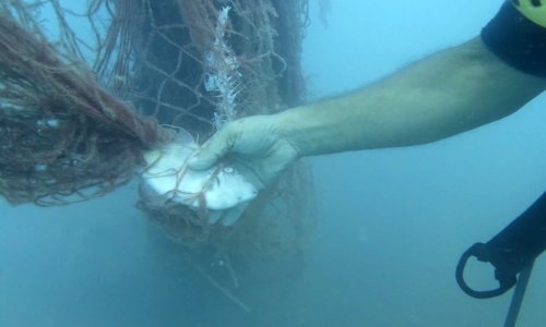 HAYALET AĞLARLA 1,5 MİLYON DENİZ CANLISI KURTARILDI