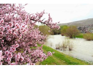 HURMAN ÇAYI ÇEVRESİNDE YABANİ BADEMLER PEMBE ÇİÇEK AÇTI