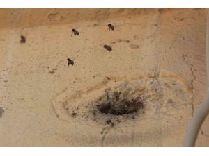 YILLARDIR MAHALLEYİ MESKEN TUTAN ARILARI ÇOCUKLARIN ATTIĞI TAŞ KIZDIRDI