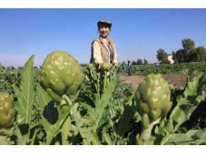 AKADEMİSYEN ÇİFTÇİNİN 7 YIL SÜREN EMEKLERİYLE 120 DÖNÜM ALANA YAYDIĞI ENGİNAR ÜRETİMİNDE HASAT BAŞLADI