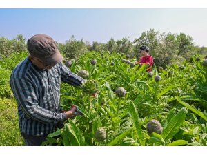 MERSİN’DE ENGİNAR PROJESİ İLK HASADINI VERDİ