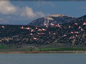 YARIŞLI GÖLÜ'NDE FLAMİNGOLAR HAYRAN BIRAKTI