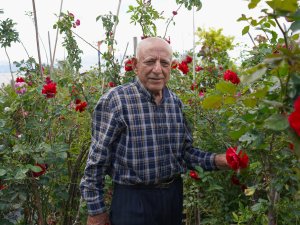 HIDIRELLEZ ÖNCESİ GÜL SATIŞI ARTTI
