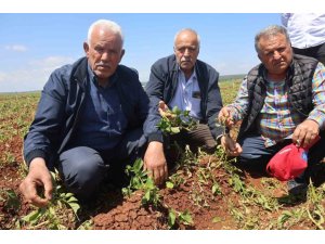 CEVİZ BÜYÜKLÜĞÜNDEKİ DOLU YAĞIŞI TARIM ARAZİLERİNE ZARAR VERDİ