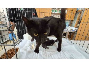 HAVALANDIRMA BOŞLUĞUNA DÜŞEN KEDİ VE YAVRULARI KURTARILDI