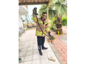 REYHANLI’DA EVE GİREN YILANI İTFAİYE YAKALADI
