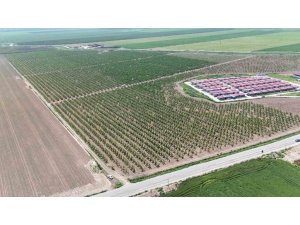 MESAİLERİ BAŞLAYAN TARIM İŞÇİLERİ, AMİK OVASI’NDA BİN 100 TL YEVMİYE ALACAK
