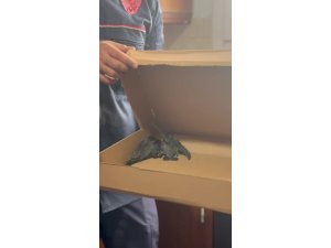 HAVALANDIRMA BORUSUNDA MAHSUR KALAN 3 YAVRU KUŞ KURTARILDI