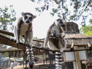 DOĞAL YAŞAM PARKINDA YAVRU LEMUR SEVİNCİ
