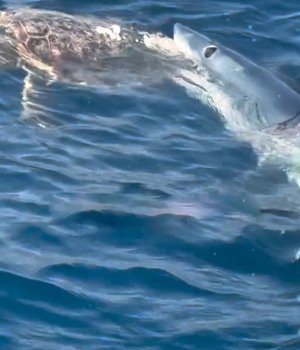 KÖPEK BALIĞI CARETTA CARETTAYA SALDIRDI