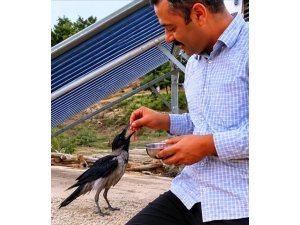 YARALI KARGAYI ELİYLE BESLEDİ
