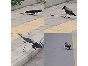 KARGANIN YILAN AVI KAMERAYA YANSIDI
