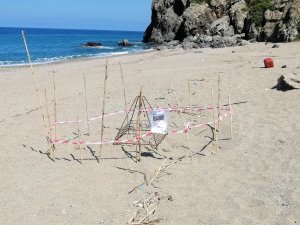 GAZİPAŞA'DA YILIN İLK CARETTA CARETTA YUVASI KORUMAYA ALINDI