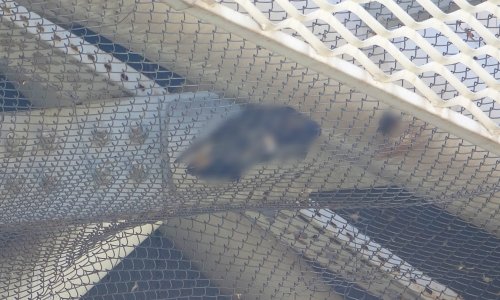 GÜVERCİN ÖLÜMLERİNİ DURDURMAK İÇİN NEKROPOL MÜZESİNE SONAR SES SİSTEMİ KURULACAK