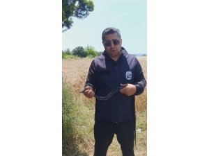 HATAY’DA YAŞLI KADININ EVİNE GİREN YILANI YAKALAYAN YILANCI KEMAL ‘SEVGİLİ KARAYILAN İNSANLARDAN UZAK DUR’ SÖZLERİYLE DOĞAYA SALDI