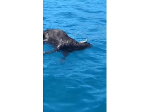 ALANYA KALESİ AÇIKLARINDA DENİZDE ÖLÜ KEÇİ BULUNDU