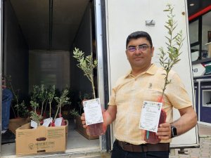 5 BİN ZEYTİN FİDANI DAĞITIP, OĞLUNUN DÜĞÜNÜNE DAVET ETTİ
