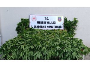 ORMANDA KENEVİR YETİŞTİRENLERE SUÇÜSTÜ OPERASYON: 2 TUTUKLAMA